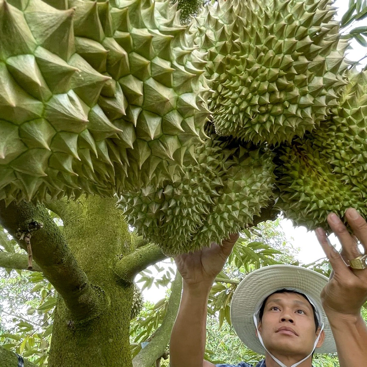 Quy trình cấp mã vùng trồng, giấy kiểm nghiệm sầu riêng xuất khẩu sang Trung Quốc thế nào?